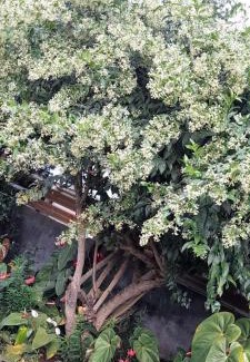Le Tampon House | Le muguet sauvage