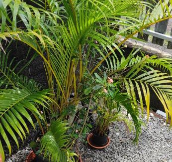 Bras-Panon Apartment | Le petit cactus 3