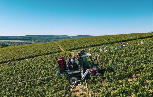 Noe-les-Mallets Other | Les crins du vignoble