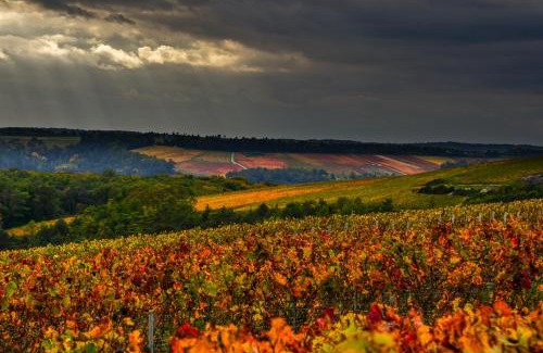 Noe-les-Mallets Other | Les crins du vignoble