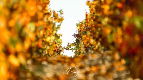 Noe-les-Mallets Other | Les crins du vignoble