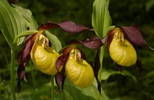 Chateauroux-les-Alpes Apartment | les Jéhans