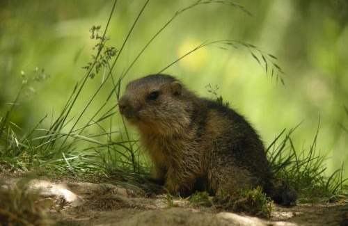 Chateauroux-les-Alpes Apartment | les Jéhans