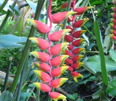 Vieux-Habitants Bed & Breakfast | Les jardins de Cousinière