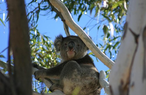 Vale Park Resort | Levi Adelaide Holiday Park