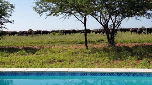 Buffelspruit House | Lindi Lodge, Mjejane Game Reserve
