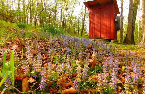 Dixon Cabin | Line Camp Cabin is Secluded in The Woods Near The River.