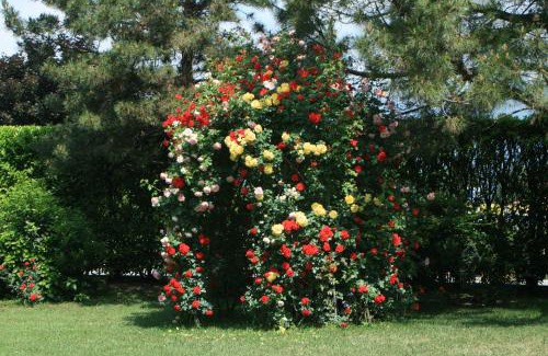 Carre House | Locanda La Corte Dei Galli