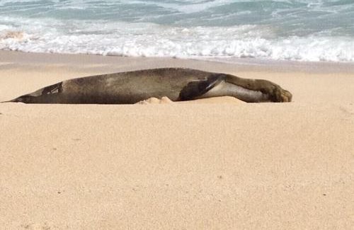 Kahuku House | Location Location, By golf and beach