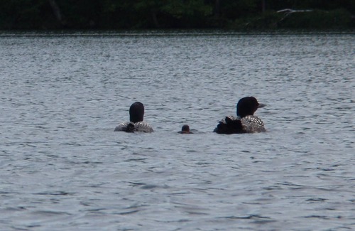 Hayward House | Loons on the spring lake