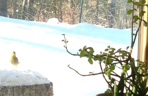 Hayward House | Loons on the spring lake