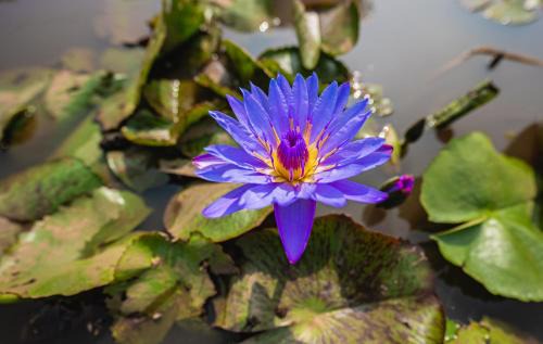 Uddar Hotel | Lotus Leaf