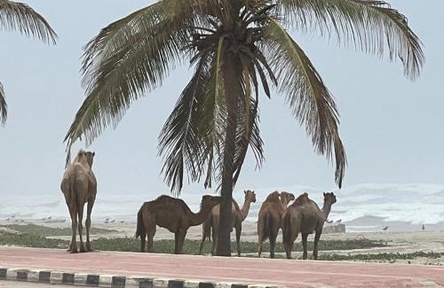 Taqah Apartment | Lovely Beach Apartment