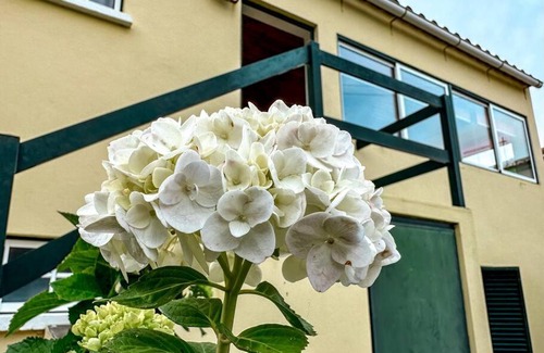 Biscoitos Apartment | Luana House