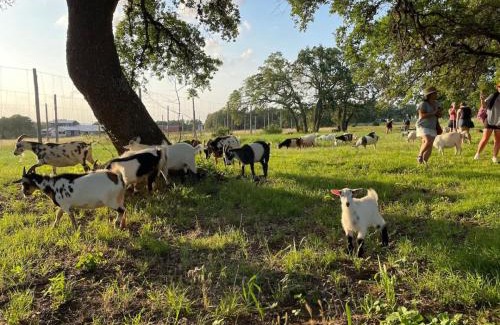 Dripping Springs Other | Luxe Modern Treehouse w Heated Pool, Firepit