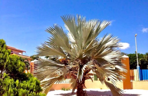 Cas Grandi Apartment | LUXURY APARTMENT KOLIBRIE WITH POOL, CLOSE TO THE BEACH, VERY TROPICAL