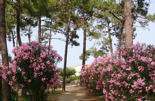 Pineto House | Maison Bord de mer 2/6 pers plage à 200m 3 ch 2 bains Clim Wifi jard Park code