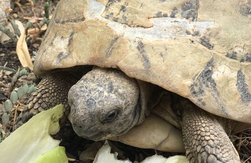 Methamis House | Maison de Hameau Avec Jardin vue sur le Ventoux