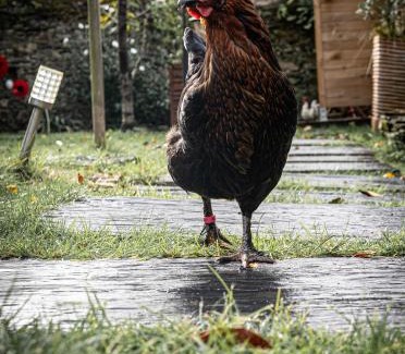 Saint-Jacques - Pirmil House | Maison indépendante cosy avec terrasse privée - La Laiterie