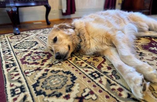 Minocqua House | Margeson House -Pet Friendly Minocqua Home