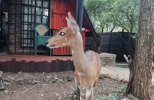 Marloth Park House | Marloth Park "Maroela" next to Crocodilebridge Kruger Park - Africa Sepungu