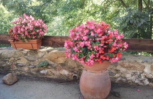 Prats-de-Mollo-la-Preste House | Mas Taillet Le Camelia