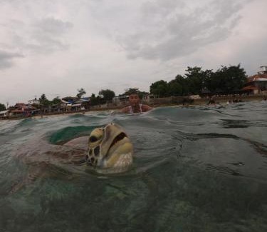 Basdiot House | Moalboal Indino's Guesthouse sardines run and sea turtle 1 minute walking distance