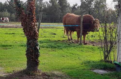 Bardenac Other | Mobil home au plein cœur de la nature