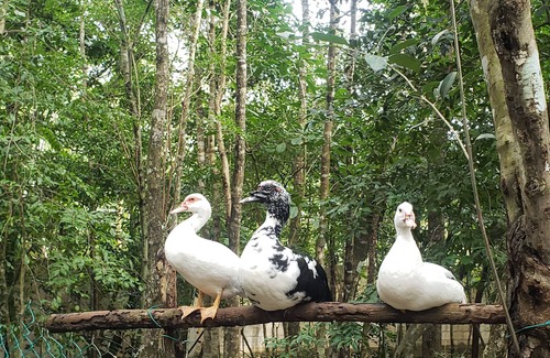Benito Juarez Cabin | Modern Cabin in the Mayan Jungle Ecological Reserve