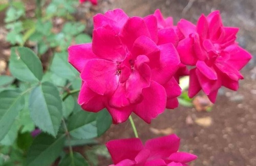 Benito Juarez Cabin | Modern Cabin in the Mayan Jungle Ecological Reserve