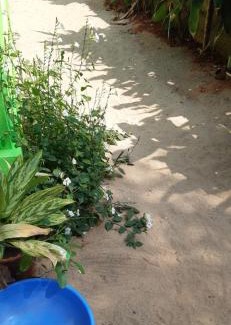Agonda Hotel | Monsoon
