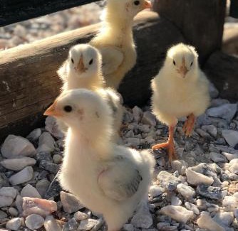 Vila Vicosa House | Monte da Rochela