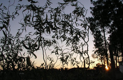 Grandola House | MontePico