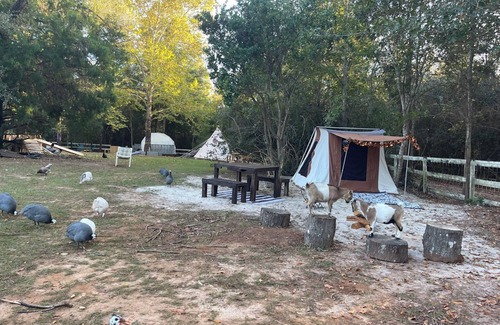 Tallahassee RV Rental | Mr. Waffles tent glamping Farmstay
