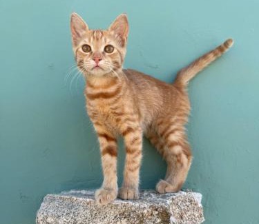 Paraga Apartment | Mykonos Love Nest