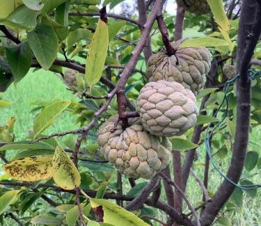 Chaloem Phra Kiat Resort | NaLinNaa Resort Buriram ณลิ์ณน่า รีสอร์ท บุรีรัมย์