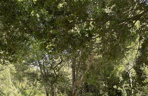 American Canyon Cabin | Napa Farm Life in a Tiny Home, tents available too!