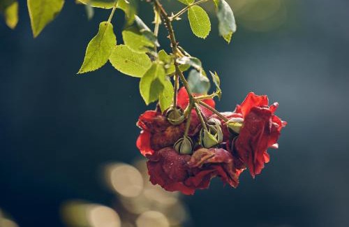 Bad Aibling Apartment | Naturhaus Luminus