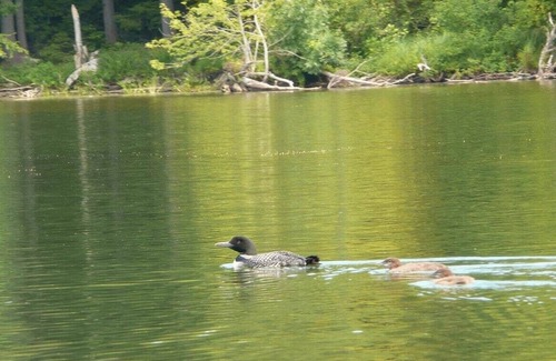 Monmouth Cabin | Naughty Dog Private Island Log Cabin