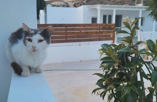 Milos Cottage | Nel cuore di Milos