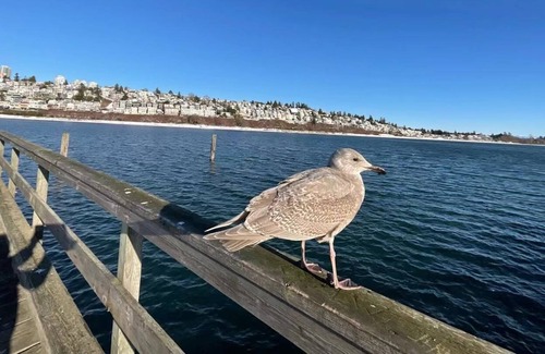 White Rock House | New renovated beautiful view beach house
