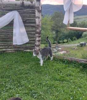 Bistrita Cabin | Odaia Bunicilor