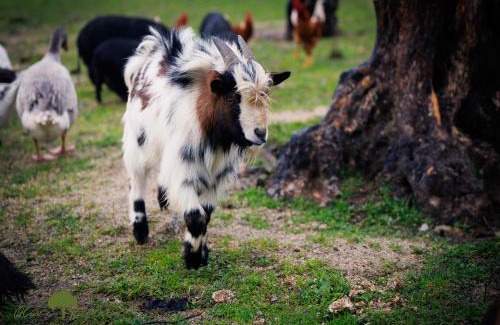 Valpacos Hotel | Olive Nature Hotel & SPA - Quinta Valle de Passos