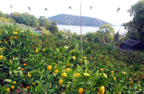 Shodoshima House | olive no sato vingh four eyes shodoshima/Vacation STAY 79065