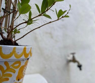 Campo Maior Bed & Breakfast | Palacete Encanto Maior
