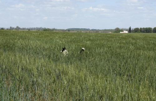 Colonia Baron House | Pampa Cottage