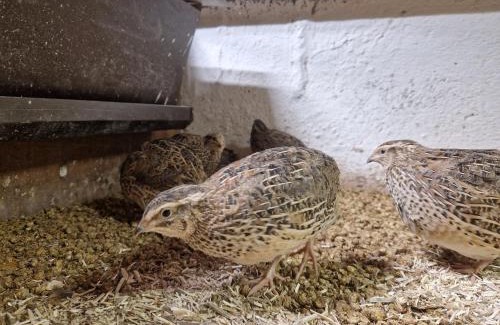 Cazis Apartment | Patrizer Haus in Bergbauerndorf