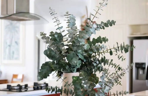 Boneo House | Peninsula Flower House