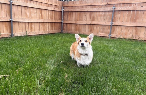 South Perry District House | Perry Pup House – Vintage Charm, Dog-Friendly, Walk to Cafés/Brewery