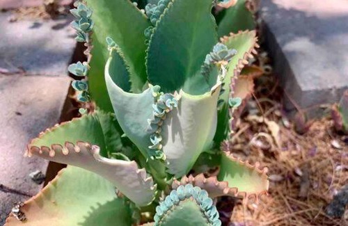 Miramonte House | Pet Friendly - Modern Midtown Home Large Backyard